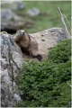 marmotte (1)
